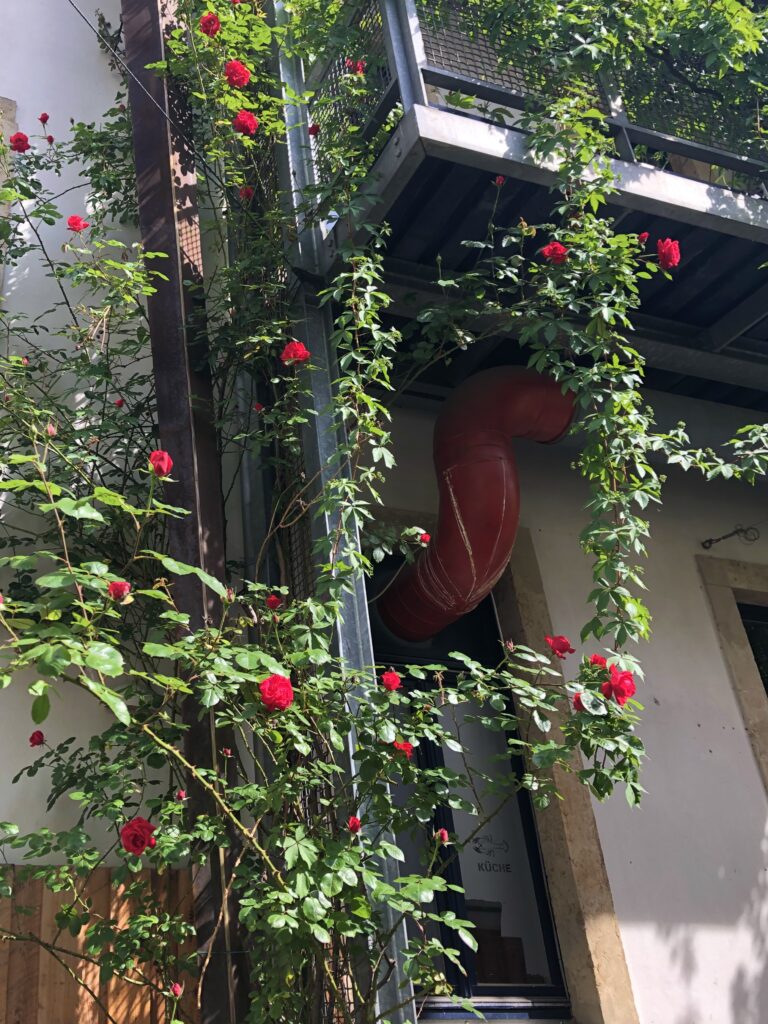balkon z różami, które go obrastają